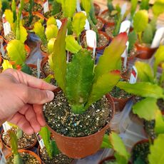 EPIPHYLLUM HYBRID EMPEROR'S GLADIATOR, image _ab__is.image_number.default