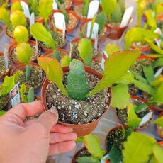 EPIPHYLLUM HYBRID FRINGE OF GOLD, image _ab__is.image_number.default