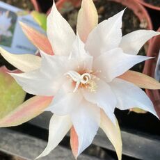 EPIPHYLLUM HYBRID FRINGE OF GOLD, image 