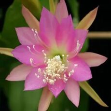 EPIPHYLLUM HYBRID GITTI PAETZ, image 