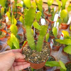 EPIPHYLLUM HYBRID GITTI PAETZ, image _ab__is.image_number.default