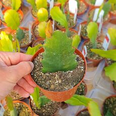 EPIPHYLLUM HYBRID GLADYCE JONES, image _ab__is.image_number.default