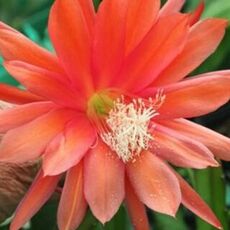 EPIPHYLLUM HYBRID GLORIOSUM, image 