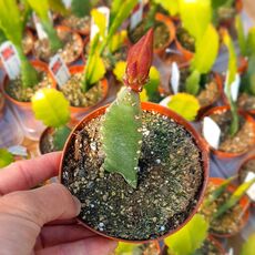 EPIPHYLLUM HYBRID GLORIOSUM, image _ab__is.image_number.default