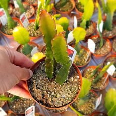 EPIPHYLLUM HYBRID GLORIOSUM, image _ab__is.image_number.default
