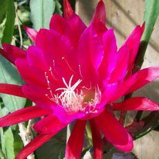 EPIPHYLLUM HYBRID HARRY PAETZ, image 