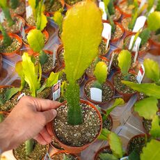 EPIPHYLLUM HYBRID HARRY PAETZ, image _ab__is.image_number.default