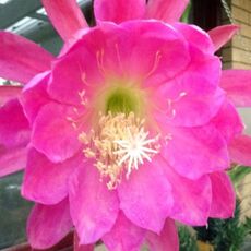 EPIPHYLLUM HYBRID HOODAP, image 