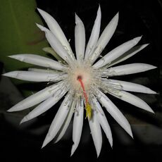 EPIPHYLLUM HYBRID HOOKERI, image 