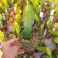 EPIPHYLLUM HYBRID HOOKERI, image , 2 image
