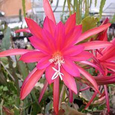 EPIPHYLLUM HYBRID IRETTE, image 