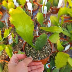 EPIPHYLLUM HYBRID IRETTE, image _ab__is.image_number.default