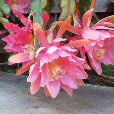 EPIPHYLLUM HYBRID JUNGFRAU, image 
