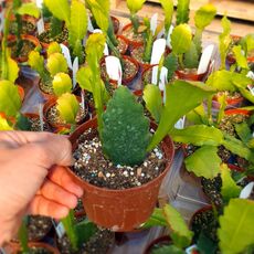 EPIPHYLLUM HYBRID JUNGFRAU, image _ab__is.image_number.default