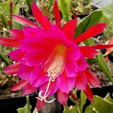 EPIPHYLLUM HYBRID KLAUS PAETZ, image 