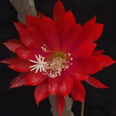 EPIPHYLLUM HYBRID MADAME DE LAET, image 