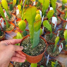 EPIPHYLLUM HYBRID MADAME DE LAET, image , 2 image