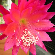 EPIPHYLLUM HYBRID MAJA BUCHI, image 