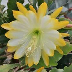 EPIPHYLLUM HYBRID MEDA, image 