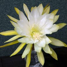 EPIPHYLLUM HYBRID MYRAH, image 