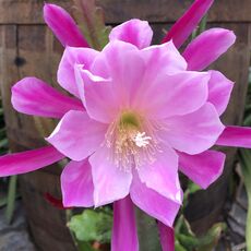 EPIPHYLLUM HYBRID NEW DAY, image 