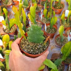 EPIPHYLLUM HYBRID NEW DAY, image , 2 image