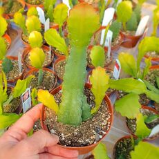 EPIPHYLLUM HYBRID OBERST PM KÜHNRICH, image 