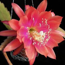 EPIPHYLLUM HYBRID PARTY PIECE, image 