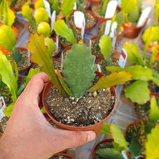 EPIPHYLLUM HYBRID PARTY PIECE, image , 2 image