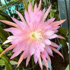 EPIPHYLLUM HYBRID PINK PLUMES, image 