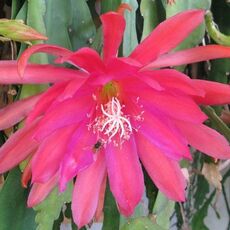 EPIPHYLLUM HYBRID ROMAN HOLIDAY, image 