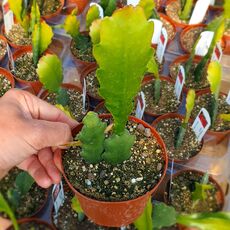 EPIPHYLLUM HYBRID ROMAN HOLIDAY, image , 2 image