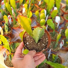EPIPHYLLUM HYBRID SAMITE, image , 2 image