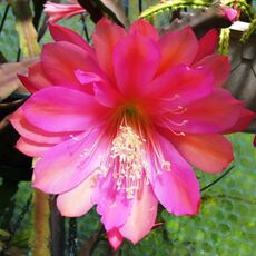 EPIPHYLLUM HYBRID VOGELII, image 