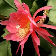 EPIPHYLLUM HYBRID BRUIN, image 