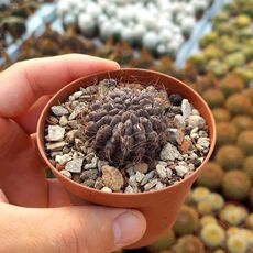 ERIOSYCE CRISPA, image 