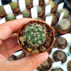 ESCOBARIA MISSOURIENSIS, image 