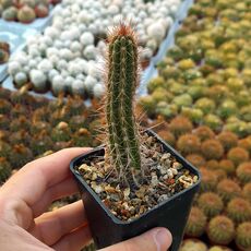 EULYCHNIA CASTANEA, image 