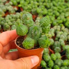 EUPHORBIA GLOBOSA, image 