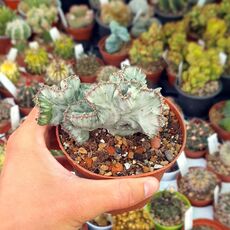 EUPHORBIA LACTEA WHITE GHOST CRISTATA, image 