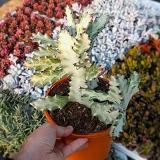 EUPHORBIA LACTEA WHITE GHOST, image 