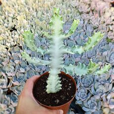 EUPHORBIA LACTEA WHITE GHOST, image 