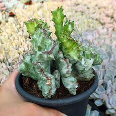 EUPHORBIA LACTEA CRISTATA, image _ab__is.image_number.default