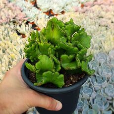 EUPHORBIA LEUCODENDRON CRISTATA, image 
