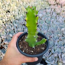 EUPHORBIA MAYURNATHANII, image 