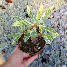 EUPHORBIA MILII VARIEGATA, image 