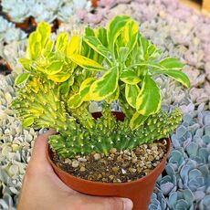 EUPHORBIA NERIIFOLIA CRISTATA VARIEGATA, image 