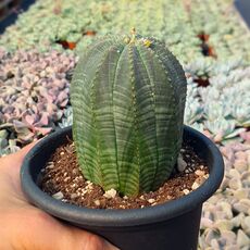 EUPHORBIA OBESA, image _ab__is.image_number.default