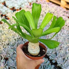 EUPHORBIA POISSONII, image 