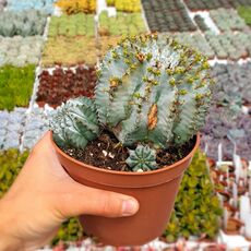 EUPHORBIA POLYGONA SNOWFLAKE, image 